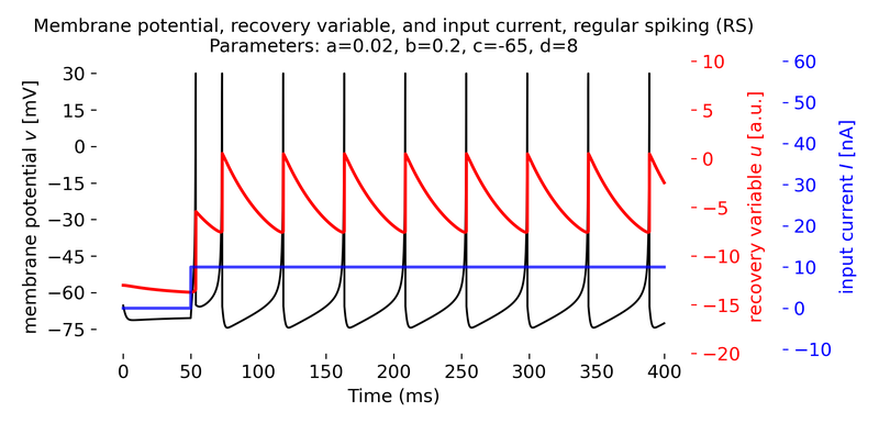 Regular spiking (RS) neuron simulated using the Izhikevich model.